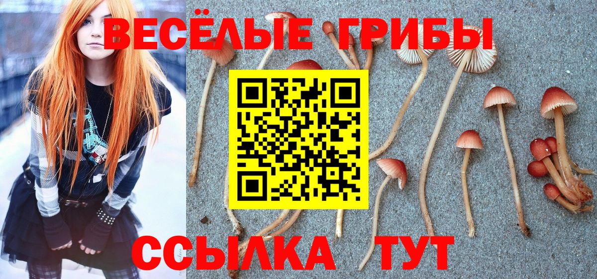 Галлюциногенные грибы Psilocybe Соль-Илецк